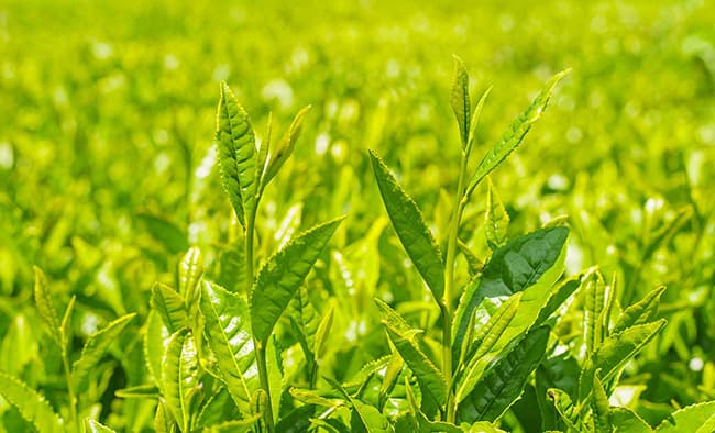 Toner Trà Xanh có thành phần chính từ tinh chất trà xanh
