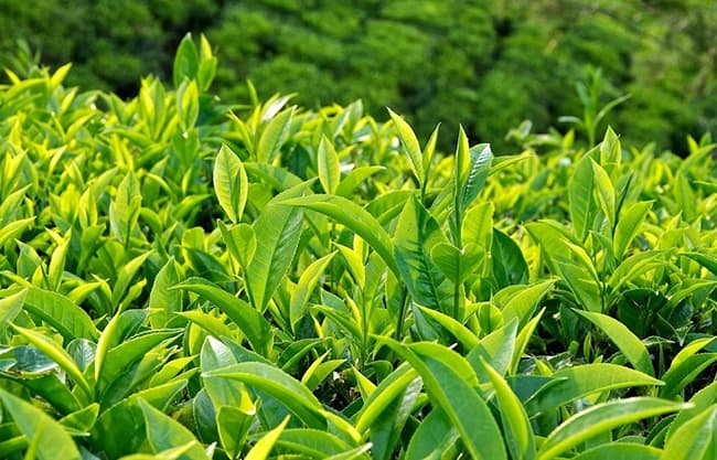 Tinh chất trà xanh tạo lớp màng bảo vệ môi