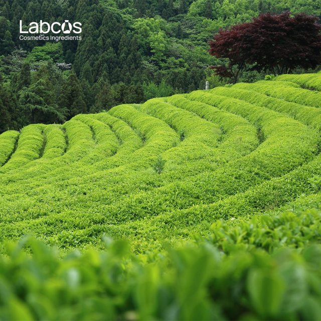 Labcos sở hữu những trang trại, vùng đất trồng nguyên liệu riêng 