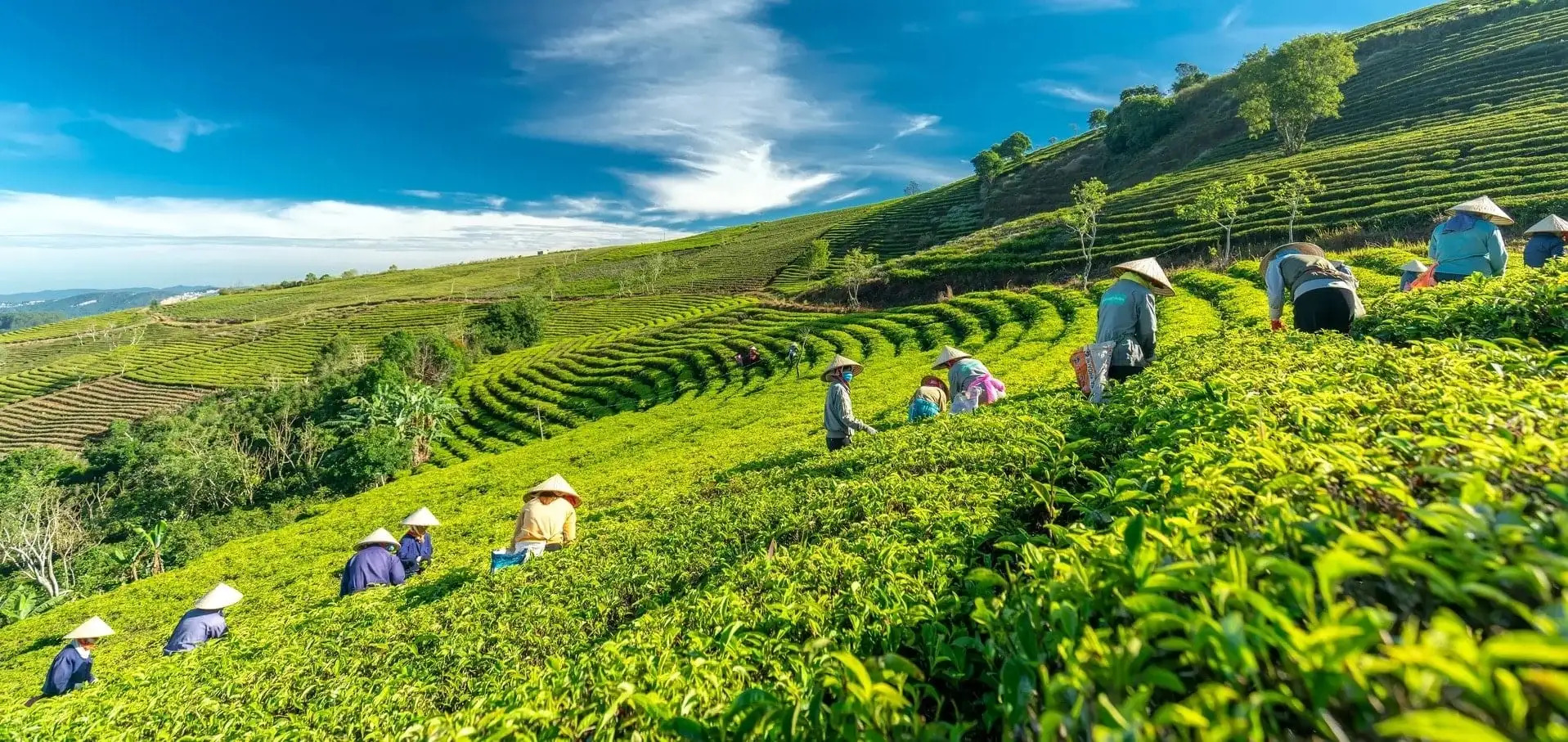 Thảo dược trồng tại các trang trại