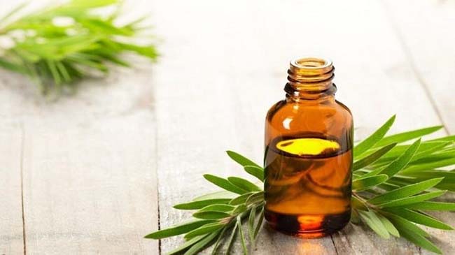 Tinh dầu Tràm Trà hỗ trợ trị mụn trứng cá hiệu quả.