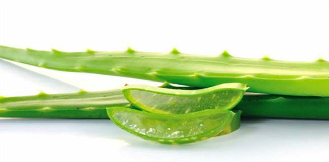 Nha Đam với vô số công dụng tốt đối với làn da.