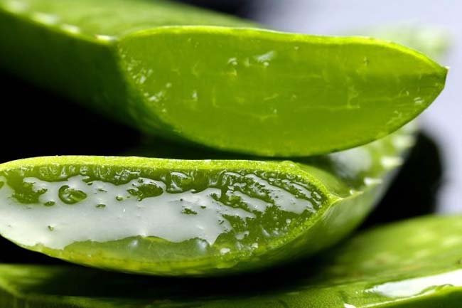 Nha Đam với hiệu quả làm trắng sáng da nhanh chóng.