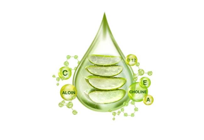 Gel Nha Đam tươi sở hữu nhiều dưỡng chất tốt cho nha và cơ thể