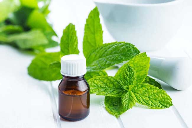 Các acid béo Bạc Hà còn giúp dưỡng ẩm cho làn da khô.