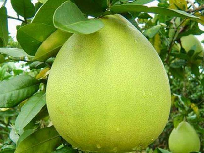 trong vỏ Bưởi có chứa một loại chất lỏng được gọi là tinh dầu Bưởi