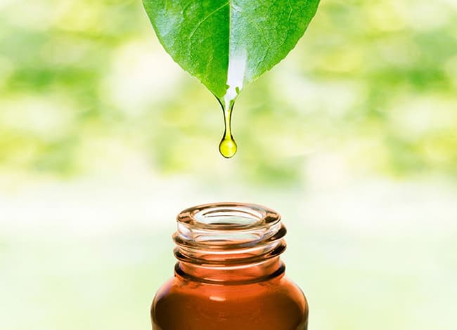 Massage với tinh dầu Tràm Trà giúp tăng cường miễn dịch