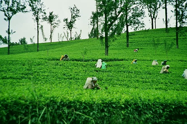 Toàn bộ nguyên liệu của Labcos đều được thu hoạch trực tiếp tại nông trại sạch
